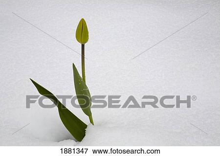 tulip in the snow; iron hill, quebec, canada View Large Photo Image Stock Photo - tulip in the snow; iron hill, quebec, canada. Fotosearch