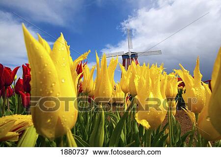 tulips in a field and a windmill at wooden shoe tulip farm; woodburn, oregon, united states of america View Large Photo Image Stock Photo - tulips in a field and a windmill at wooden shoe tulip farm; woodburn, oregon, united states of america. Fotosearch