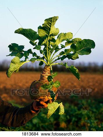 Picture - Turnips. Fotosearch