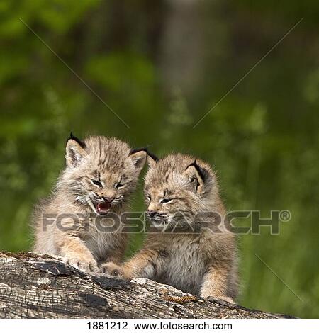 two canada lynx (lynx canadensis) kittens playing on a log; canmore, alberta, canada View Large Photo Image Stock Image - two canada lynx (lynx canadensis) kittens playing on a log; canmore, alberta, canada. Fotosearch