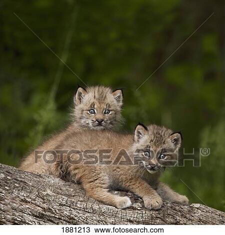two canada lynx (lynx canadensis) kittens playing on a log; canmore, alberta, canada View Large Photo Image Stock Image - two canada lynx (lynx canadensis) kittens playing on a log; canmore, alberta, canada. Fotosearch