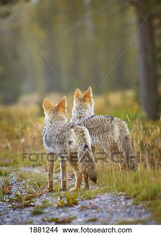 Picture - two coyotes (canis latrans); canmore, alberta, canada. Fotosearch