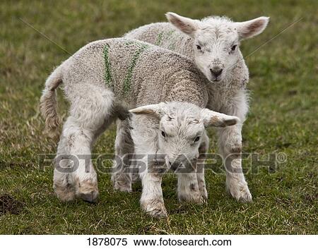 two lambs; northumberland, england View Large Photo Image Stock Photography - two lambs; northumberland, england. Fotosearch