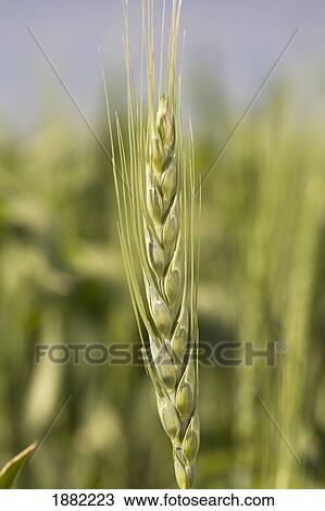 unripe wheat head in a field; albert, canada View Large Photo Image Stock Image - unripe wheat head in a field; albert, canada. Fotosearch