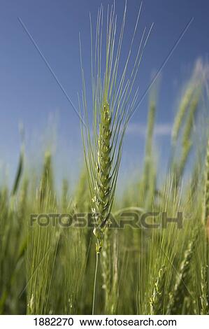 Stock Image - unripe wheat head in a field with blue sky; alberta, canada. Fotosearch