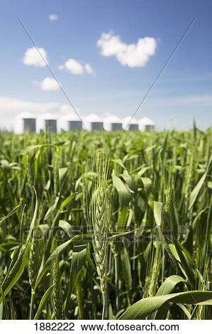 unripe wheat head in a field with grain bins in the background; alberta, canada View Large Photo Image Stock Image - unripe wheat head in a field with grain bins in the background; alberta, canada. Fotosearch