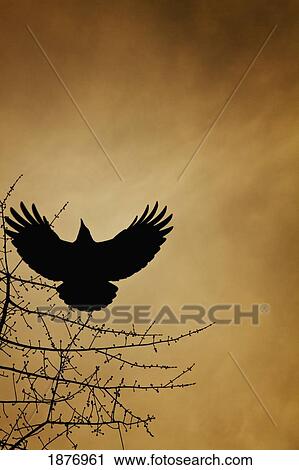 vancouver, british columbia, canada; a crow flies by a tree under a sunset sky View Large Photo Image Stock Image - vancouver, british columbia, canada; a crow flies by a tree under a sunset sky. Fotosearch