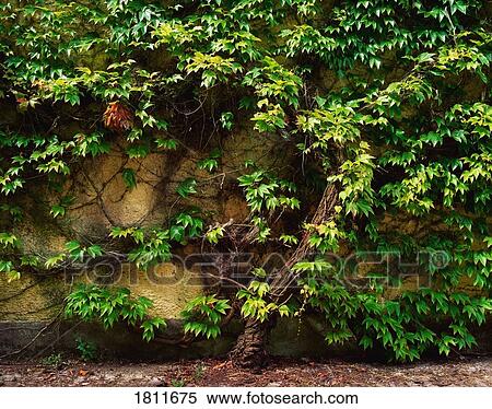 Virginia Creeper View Large Photo Image Stock Photography - Virginia Creeper. Fotosearch