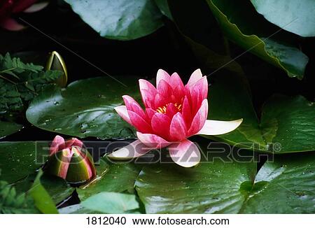 Stock Image - Water Lily. Fotosearch