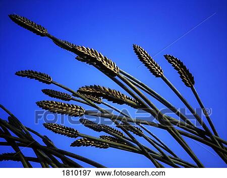 Wheat Sculpture, Kilmacthomas, Co Waterford, Ireland View Large Photo Image Stock Photo - Wheat Sculpture, Kilmacthomas, Co Waterford, Ireland. Fotosearch