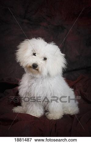 white bichon dog View Large Photo Image Stock Photo - white bichon dog. Fotosearch