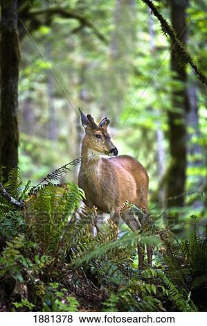 white-tailed deer (odocoileus virginianus) chewing on a leaf in olympic national park; port angeles, washington, united states of america View Large Photo Image Stock Photo - white-tailed deer (odocoileus virginianus) chewing on a leaf in olympic national park; port angeles, washington, united states of america. Fotosearch