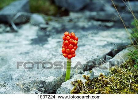 Picture - Wildflower Blooming In Crevice, Aran Islands, Ireland. Fotosearch
