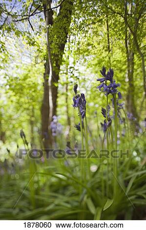 wildflowers and trees illuminated by sunlight; northumberland, england View Large Photo Image Stock Image - wildflowers and trees illuminated by sunlight; northumberland, england. Fotosearch