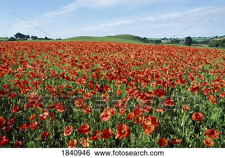 Wildflowers, Field Of Poppies, Co Wicklow View Large Photo Image Stock Photograph - Wildflowers, Field Of Poppies, Co Wicklow. Fotosearch