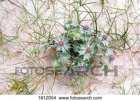 Wildflowers In The Sand View Large Photo Image Picture - Wildflowers In The Sand. Fotosearch