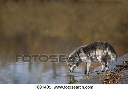 wolf drinking water from a pond; canmore, alberta, canada View Large Photo Image Stock Photography - wolf drinking water from a pond; canmore, alberta, canada. Fotosearch