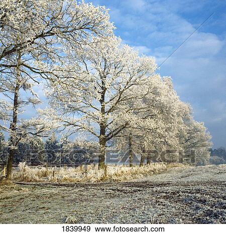 Woods, Frost On Trees View Large Photo Image Stock Photo - Woods, Frost On Trees. Fotosearch