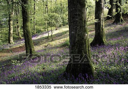 Woods In Spring, Clara Vale, County Wicklow, Ireland View Large Photo Image Stock Photography - Woods In Spring, Clara Vale, County Wicklow, Ireland. Fotosearch