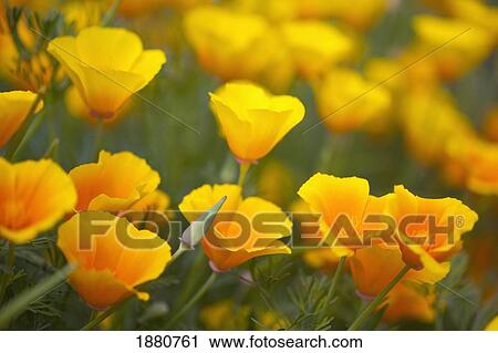 yellow poppies in a field in columbia river gorge national scenic area; oregon, united states of america View Large Photo Image Stock Image - yellow poppies in a field in columbia river gorge national scenic area; oregon, united states of america. Fotosearch