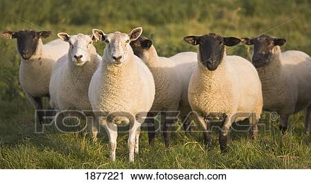 Stock Image - yorkshire, england; sheep in a pasture. Fotosearch