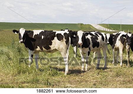 young dairy cattle in pasture; alberta, canada View Large Photo Image Stock Image - young dairy cattle in pasture; alberta, canada. Fotosearch