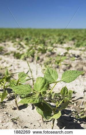young potato plants in a field with a blue sky; alberta, canada View Large Photo Image Stock Photo - young potato plants in a field with a blue sky; alberta, canada. Fotosearch