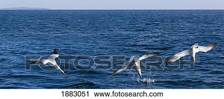 3 Gannets Diving For Fish; Perce', Quebec, Canada View Large Photo Image Stock Image - 3 Gannets Diving For Fish; Perce', Quebec, Canada. Fotosearch