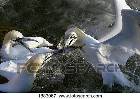 3 Gannets Fighting Over Ownership Of A Fish On Bonaventure Island; Perce', Quebec, Canada View Large Photo Image Stock Photo - 3 Gannets Fighting Over Ownership Of A Fish On Bonaventure Island; Perce', Quebec, Canada. Fotosearch