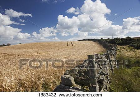 A Barbed Wire Fence Built Along A Stone Fence On The Edge Of A Field; Northumberland, England View Large Photo Image Stock Image - A Barbed Wire Fence Built Along A Stone Fence On The Edge Of A Field; Northumberland, England. Fotosearch