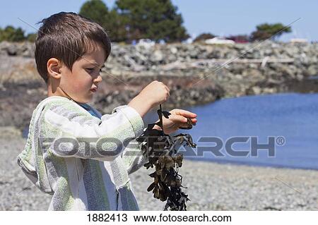 Stock Image - A Boy Plays With Seaweed On The Shore; Langley, British Columbia, Canada. Fotosearch