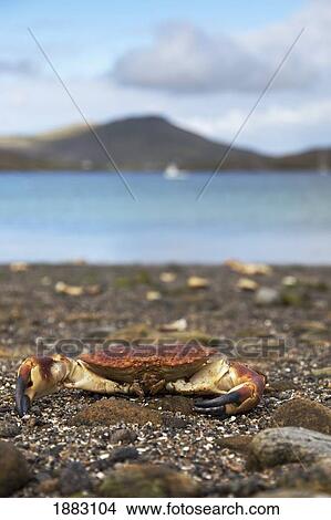 A Crab On The Shore; Isle Of Barra, Scotland View Large Photo Image Picture - A Crab On The Shore; Isle Of Barra, Scotland. Fotosearch
