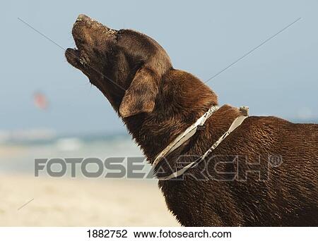 A Dog Barking On Dos Mares Beach; Tarifa, Cadiz, Andalusia, Spain View Large Photo Image Stock Image - A Dog Barking On Dos Mares Beach; Tarifa, Cadiz, Andalusia, Spain. Fotosearch