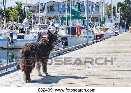 Stock Photo - A Dog Standing On The Pier At The Harbor; Langley, British Columbia, Canada. Fotosearch