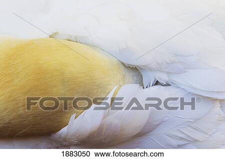 A Gannet Bird Hides It's Head To Rest Under It's Wings; Perce', Quebec, Canada View Large Photo Image Stock Image - A Gannet Bird Hides It's Head To Rest Under It's Wings; Perce', Quebec, Canada. Fotosearch