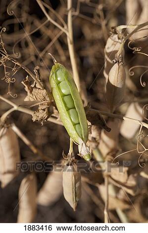Stock Photograph - A Green Pea Pod On A Dried Pea Pod Plant; Alberta, Canada. Fotosearch
