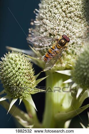 A Hoverfly On A Flower; South Shields, Tyne And Wear, England View Large Photo Image Stock Image - A Hoverfly On A Flower; South Shields, Tyne And Wear, England. Fotosearch