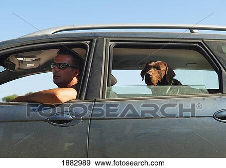 A Man In A Car With His Dog; Tarifa, Cadiz, Andalusia, Spain View Large Photo Image Stock Photo - A Man In A Car With His Dog; Tarifa, Cadiz, Andalusia, Spain. Fotosearch