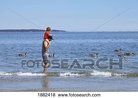 A Man Playing In The Water Beside The Canada Geese With His Son Riding On His Shoulders; Langley, British Columbia, Canada View Large Photo Image Stock Photo - A Man Playing In The Water Beside The Canada Geese With His Son Riding On His Shoulders; Langley, British Columbia, Canada. Fotosearch