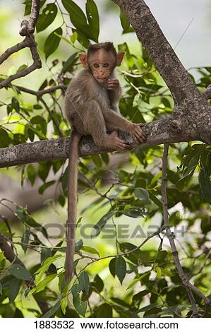 A Monkey Perched In A Tree; Tamil Nadu, India View Large Photo Image Stock Image - A Monkey Perched In A Tree; Tamil Nadu, India. Fotosearch