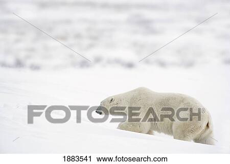 A Polar Bear (Ursus Maritimus) Journeys Through Heavy Snow To Search For Food; Churchill, Manitoba, Canada View Large Photo Image Stock Image - A Polar Bear (Ursus Maritimus) Journeys Through Heavy Snow To Search For Food; Churchill, Manitoba, Canada. Fotosearch