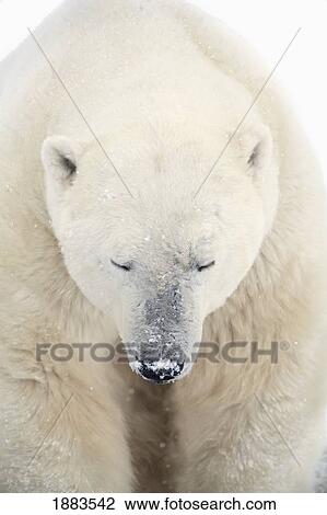 A Polar Bear (Ursus Maritimus) Resting With It's Eyes Closed; Churchill, Manitoba, Canada View Large Photo Image Stock Image - A Polar Bear (Ursus Maritimus) Resting With It's Eyes Closed; Churchill, Manitoba, Canada. Fotosearch