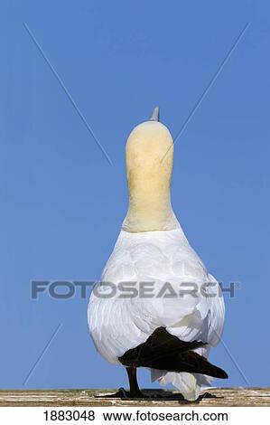 Stock Photo - A Single Gannet Searches For The Sky For Her Mate; Perce', Quebec, Canada. Fotosearch