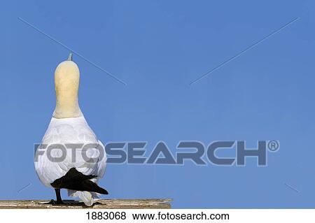 A Single Gannet Searches The Sky For Her Mate On Bonaventure Island; Perce', Quebec, Canada View Large Photo Image Stock Photo - A Single Gannet Searches The Sky For Her Mate On Bonaventure Island; Perce', Quebec, Canada. Fotosearch