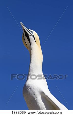 A Single Gannet Searches The Sky For Her Mate On Bonaventure Island; Perce', Quebec, Canada View Large Photo Image Stock Photo - A Single Gannet Searches The Sky For Her Mate On Bonaventure Island; Perce', Quebec, Canada. Fotosearch