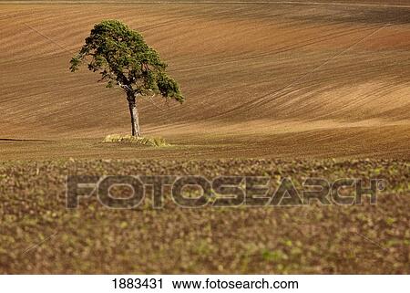 Stock Image - A Single Tree In A Field; Scottish Borders, Scotland. Fotosearch