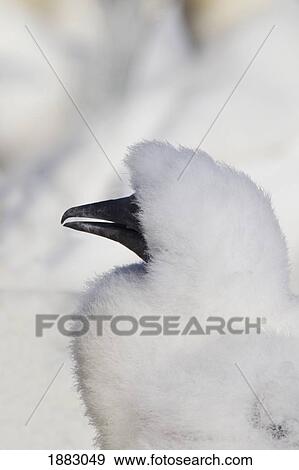 A Young Gannet Chick; Perce', Quebec, Canada View Large Photo Image Stock Photo - A Young Gannet Chick; Perce', Quebec, Canada. Fotosearch