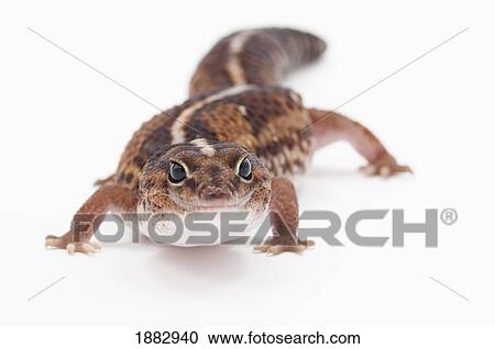 African Fat-Tailed Gecko (Hemitheconyx Caudicinctus) View Large Photo Image Stock Image - African Fat-Tailed Gecko (Hemitheconyx Caudicinctus). Fotosearch