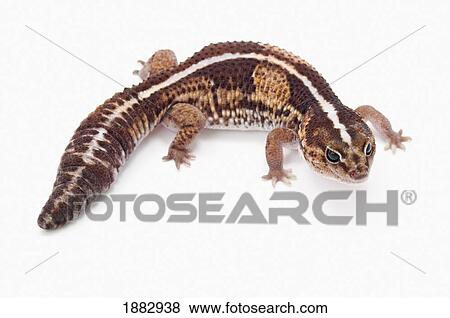 African Fat-Tailed Gecko (Hemitheconyx Caudicinctus) View Large Photo Image Stock Photo - African Fat-Tailed Gecko (Hemitheconyx Caudicinctus). Fotosearch