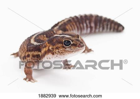 African Fat-Tailed Gecko (Hemitheconyx Caudicinctus) View Large Photo Image Stock Photo - African Fat-Tailed Gecko (Hemitheconyx Caudicinctus). Fotosearch